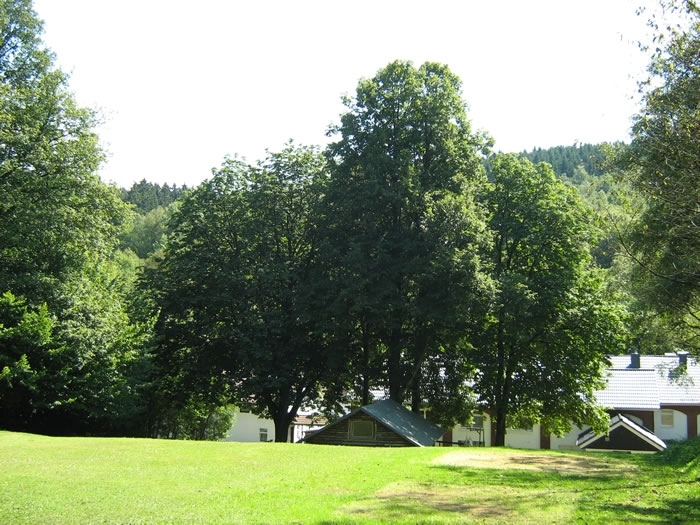 800x600mAUTOcWHITE (6)